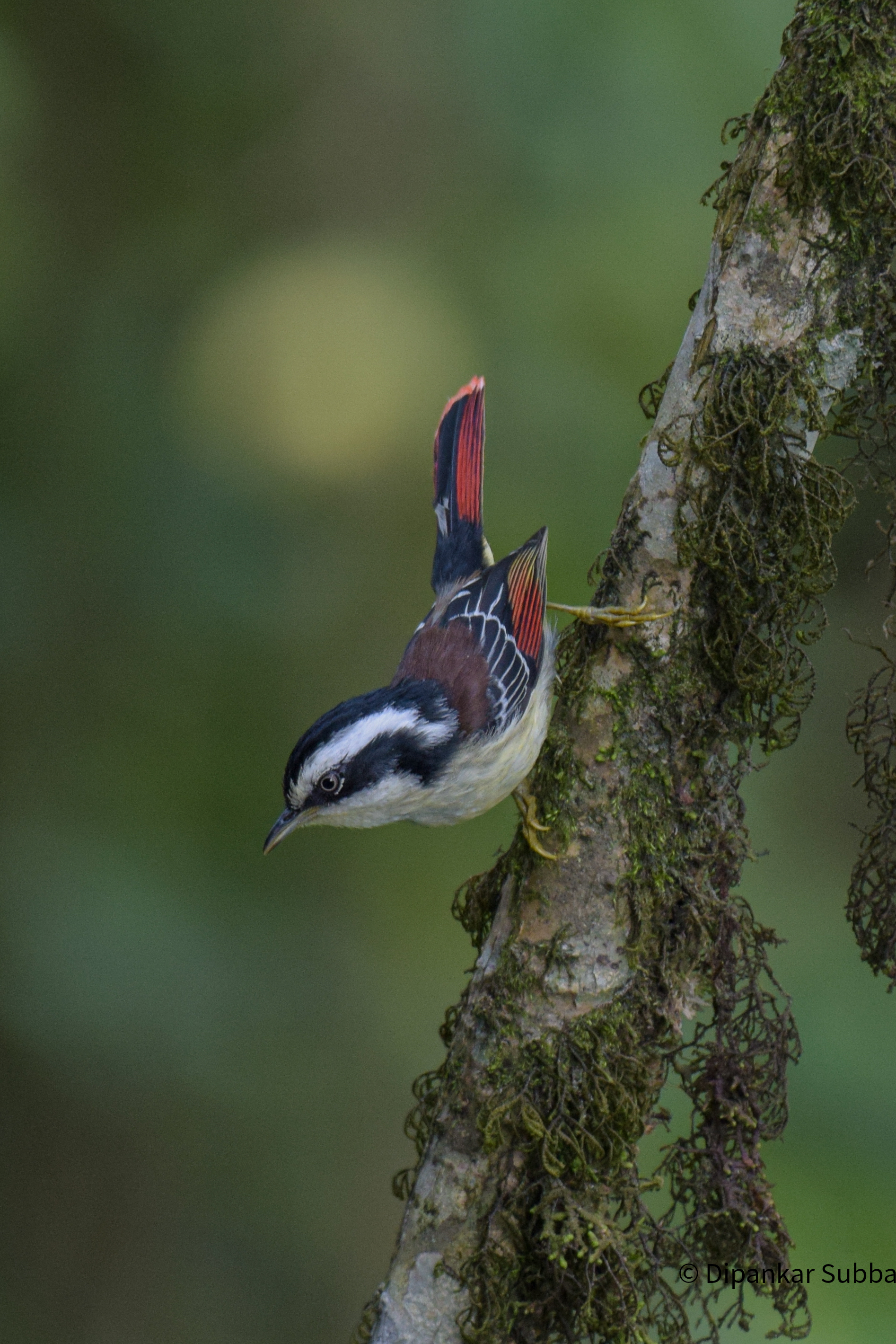 Red Tailed Minila